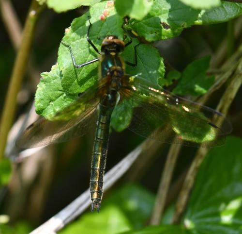 Cordulia aenea